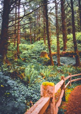 Oregon Coast Forest Trail