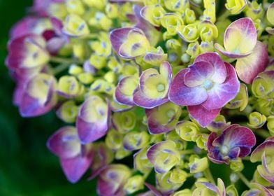 Hydrangea