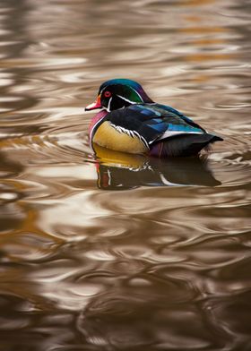 wood duck on golden water