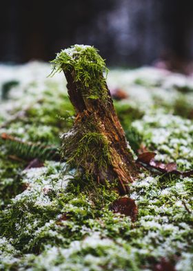 Wald Moss Schnee