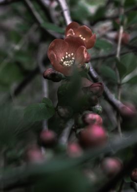 Newly Budding Flowers