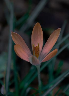 Colour in the Grass