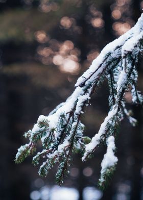 Ast mit Schnee im Wald