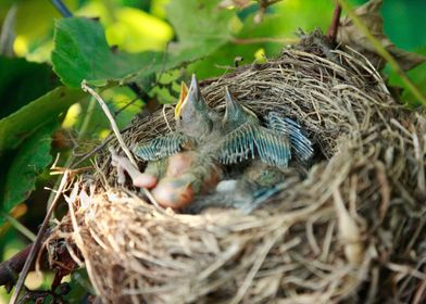 Azores blackbird nest