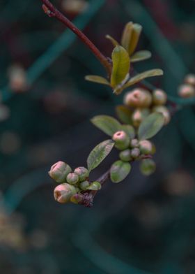 New Flower Buds