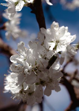 Cherry Blossom