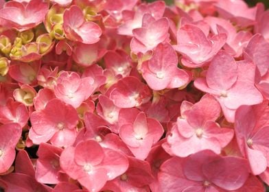 Pink hydrangea