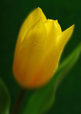 Yellow tulips