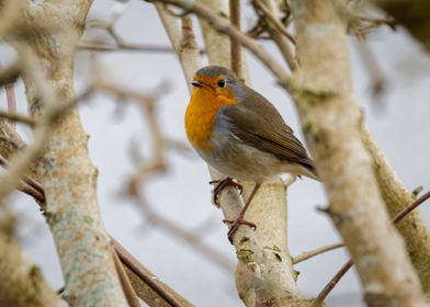 Robin