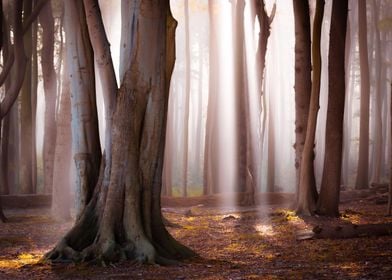 Beeches and Beams