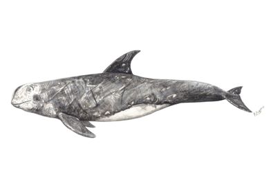 Rissos dolphin grampus