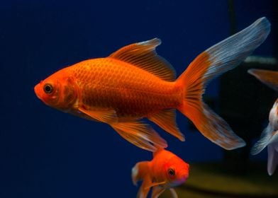 Animals Goldfish Fish