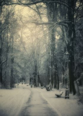 Winter road in the park