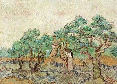 The Olive Orchard