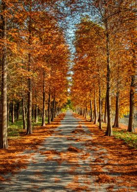 Autumn Trees Nature