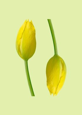 Two yellow tulips