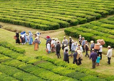 Working in the tea gardens