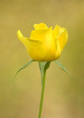 Yellow rose of friendship