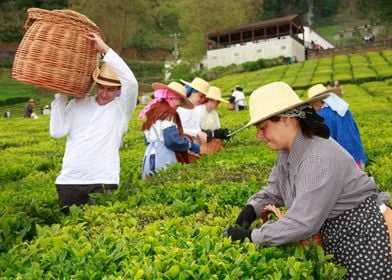 Porto Formoso tea gardens