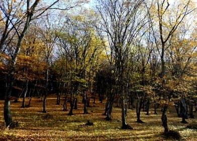 Autumn forest landscape