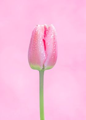 Sweet pink tulip