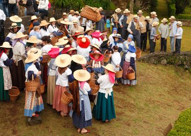 Porto Formoso tea gardens