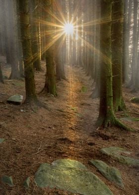 Sunburst in a forest