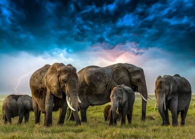 Wildlife Africa Elephant