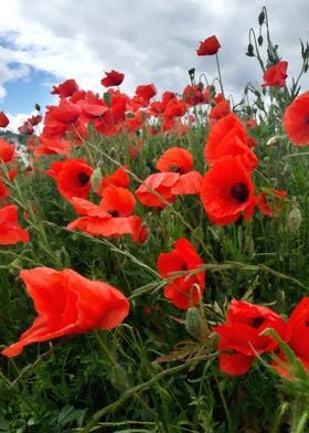 Red poppy field