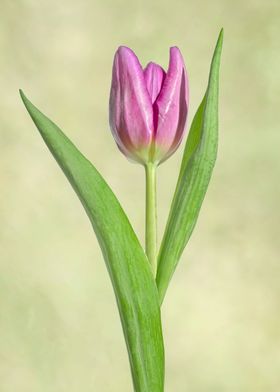 Purple tulip on green