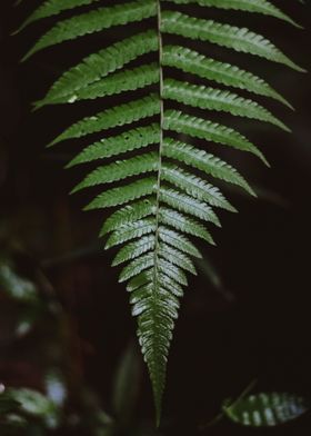 green leaf