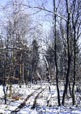 White winter forest