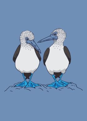 Blue Footed Booby Couple