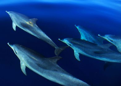 Pod of wild dolphins