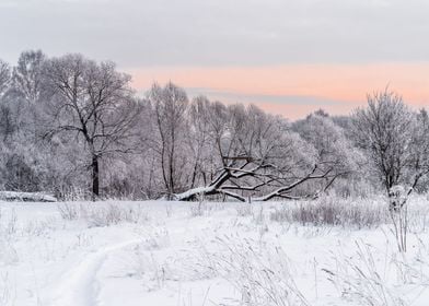 Winter snowy landscape 