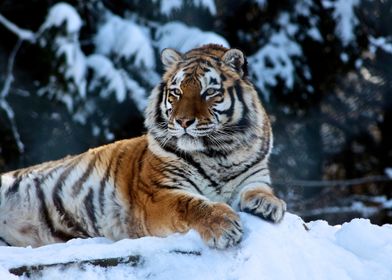 Tiger in the snow