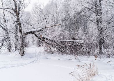 Broken branch