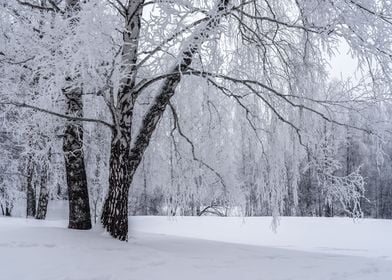 Winter snowy landscape