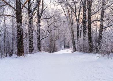 Winter snowy landscape