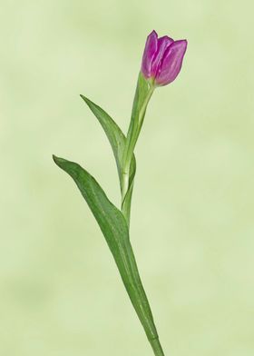 Curved purple tulip