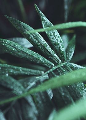 Detail of wet palm tree