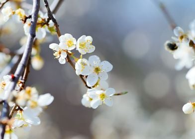 White cherry flower 