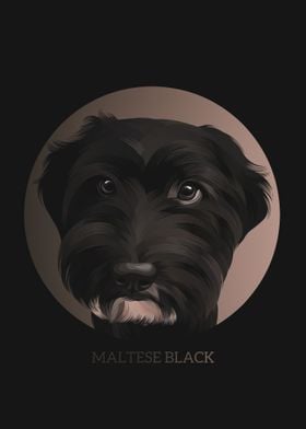 Maltese Black