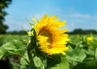 Sunflower