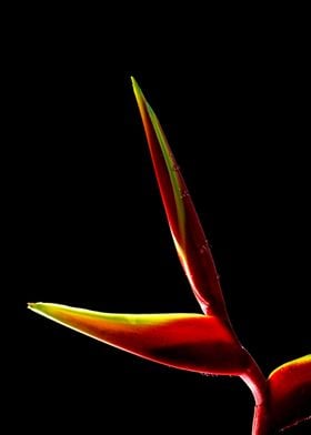 Heliconia flower in black