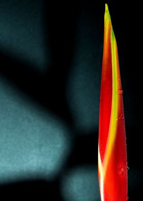 Heliconia flower in black