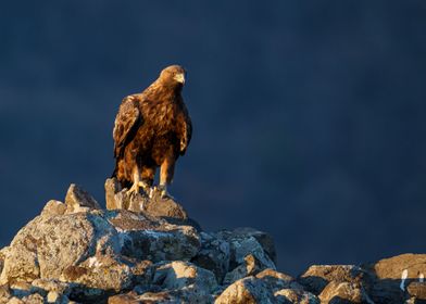 Golden eagle waiting for a