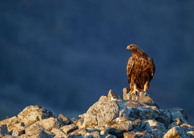 Golden eagle waiting for a