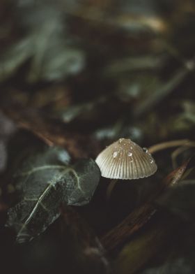 Little Mushroom Drops