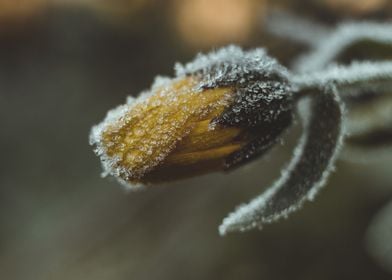 Winter Frost Flower